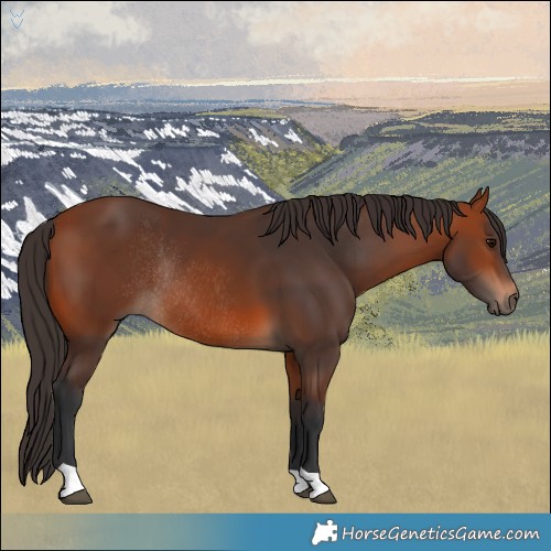 Horse Color:Bay Rabicano 