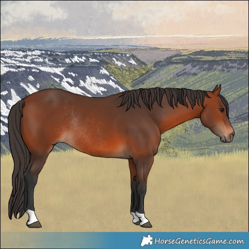 Horse Color:Bay Rabicano 