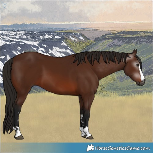 Horse Color:Gray Bay 