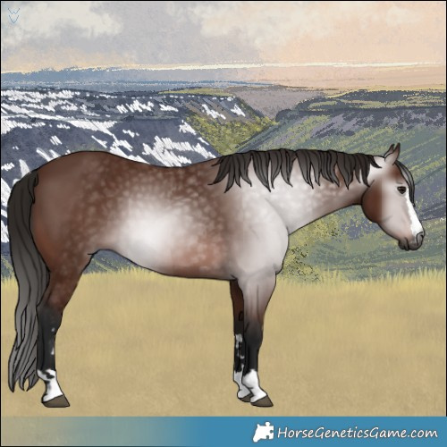 Horse Color:Gray Bay 