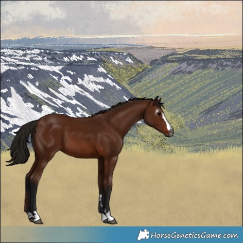 Horse Color:Gray Bay 