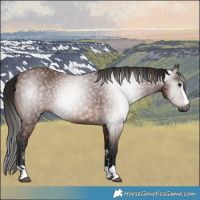 Horse Color:Gray Bay