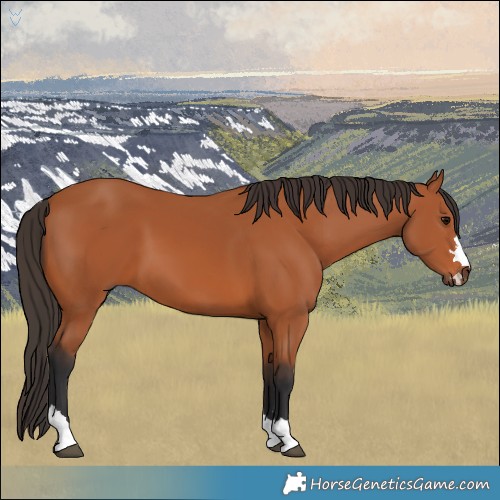 Horse Color:Bay 