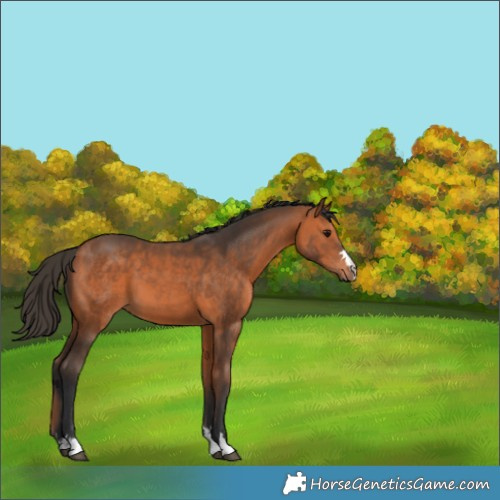 Horse Color:Bay 