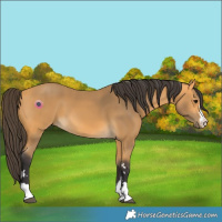 Horse Color:Buckskin