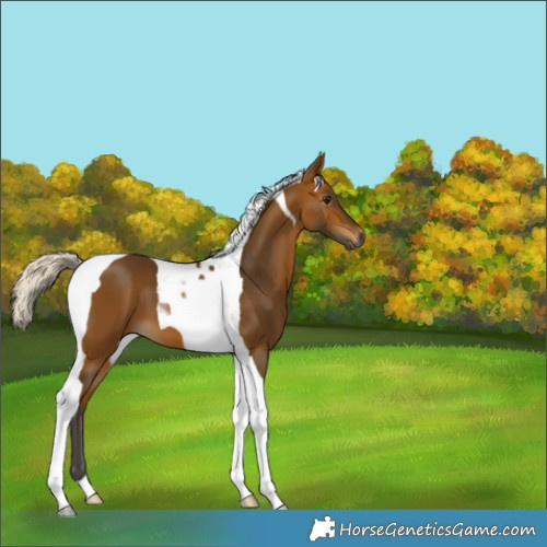 Horse Color:Gray Silver Buckskin Tobiano 