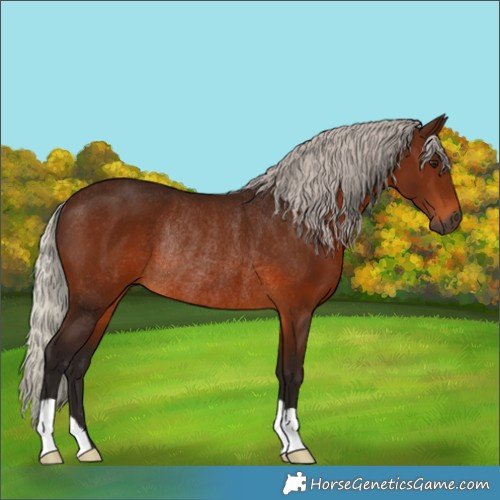 Horse Color:Gray Silver Bay Rabicano