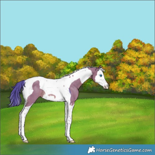 Horse Color:Watercolor Grullo Splash Tobiano Rabicano 
