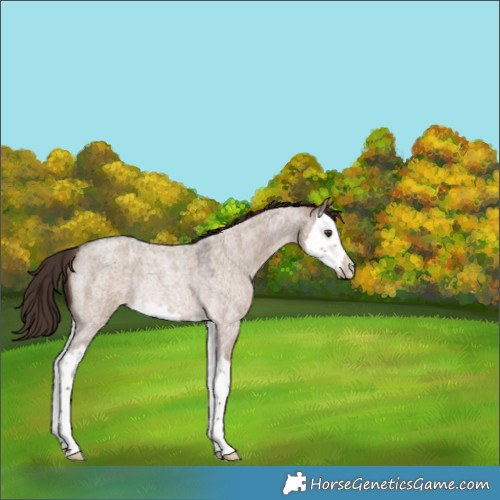 Horse Color:Liver Red Dun Roan Splash Rabicano 