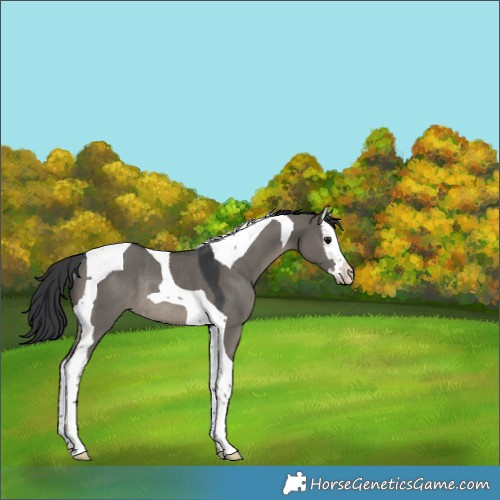 Horse Color:Grullo Splash Tobiano Rabicano 
