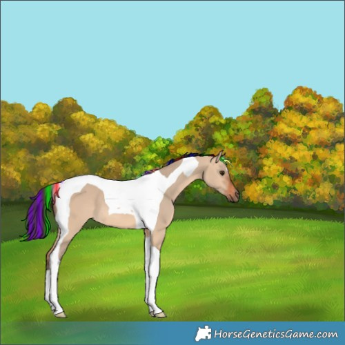 Horse Color:Painted Bay Dun Tobiano 