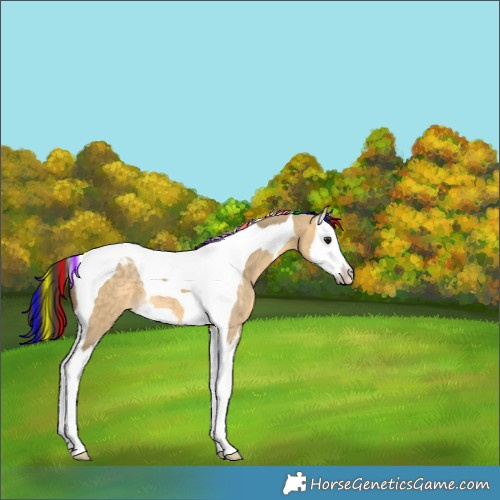 Horse Color:Painted Buckskin Dun Splash Tobiano 
