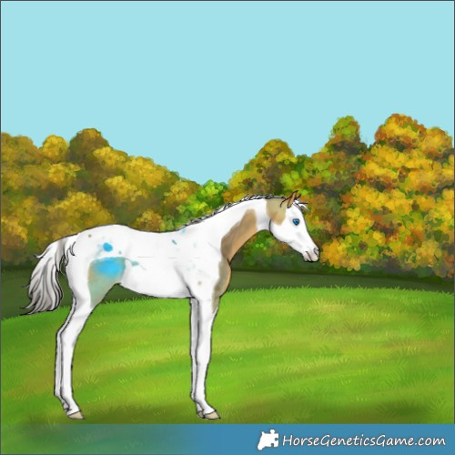 Horse Color:Buckskin Splash Tobiano 