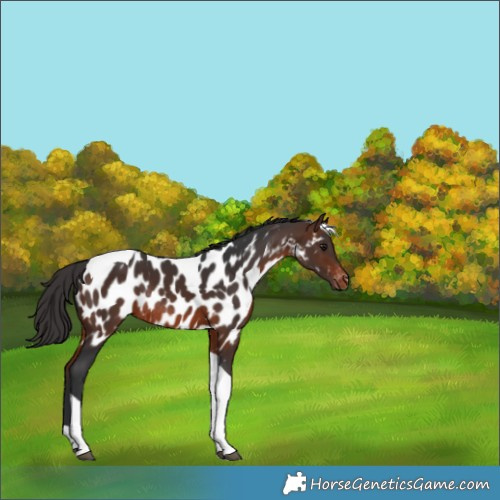 Horse Color:Brown Tobiano Near Leopard Rabicano 