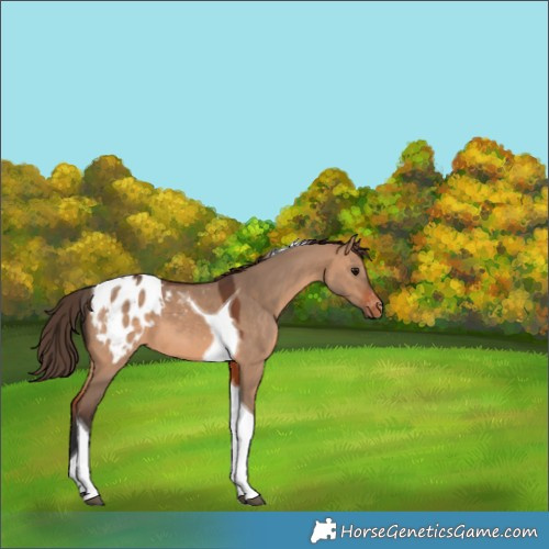 Horse Color:Bay Dun Tobiano Blanket 