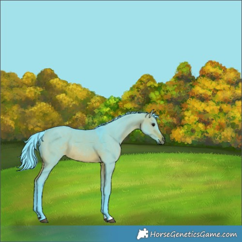 Horse Color:Watercolor Brown Dun Rabicano