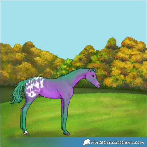 Horse Color:Watercolor Brown Blanket Rabicano 