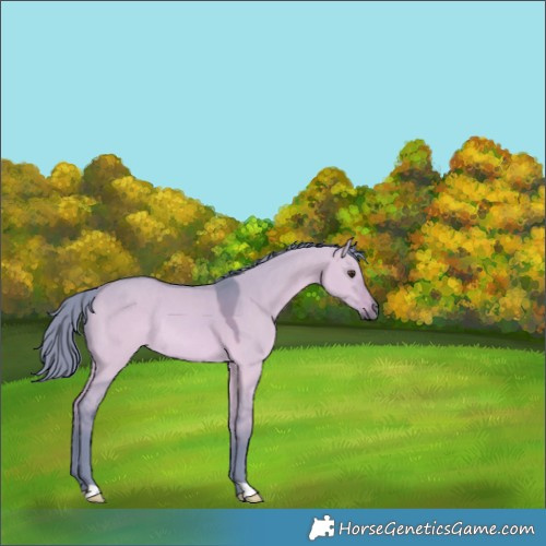 Horse Color:Watercolor Bay Dun Rabicano 
