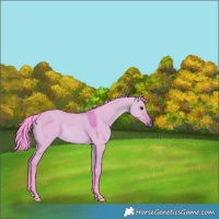 Horse Color:Watercolor Bay Dun Rabicano