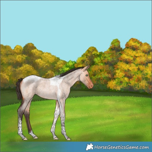 Horse Color:Bay Roan Dun Tobiano Appaloosa Rabicano 