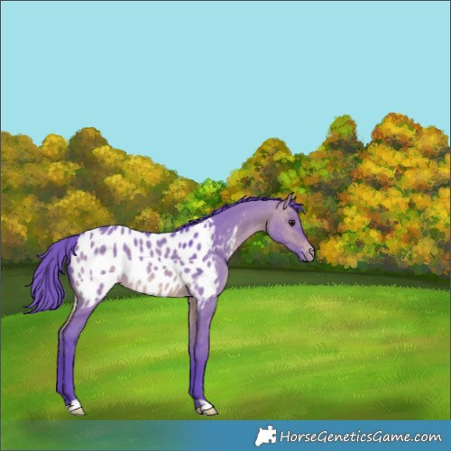 Horse Color:Watercolor Brown Dun Near Leopard Rabicano 