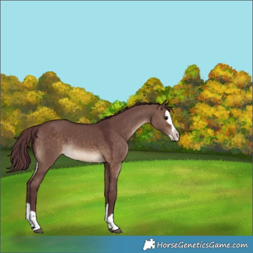 Horse Color:Chocolate Brown Dun Splash