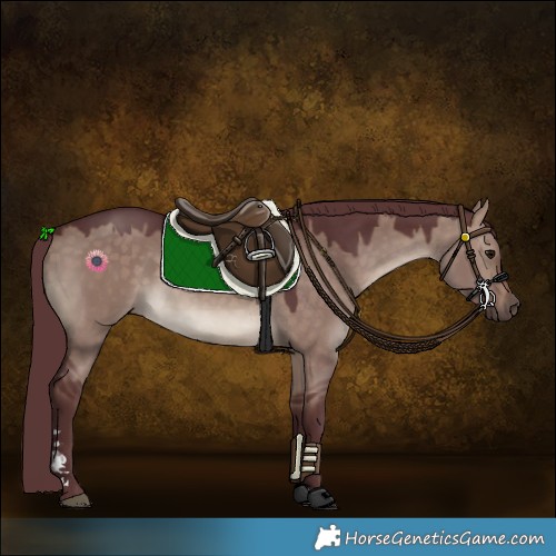 Horse Color:Chocolate Brown Dun 