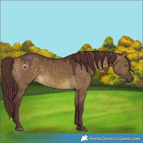 Horse Color:Chocolate Buckskin Dun 