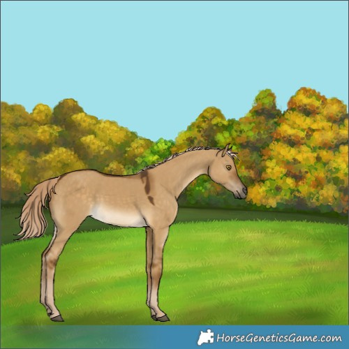 Horse Color:Chocolate Palomino Dun 