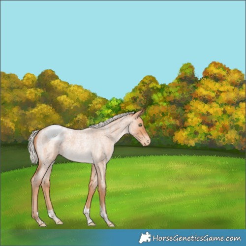 Horse Color:Silver Bay Roan Snowdrop Tobiano Blanket Rabicano 