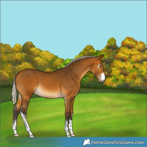 Horse Color:Gray White Spotted Silver Buckskin 