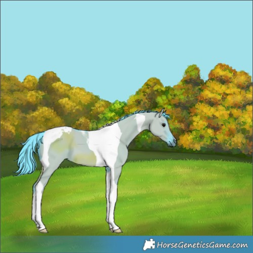 Horse Color:Watercolor Grullo Tobiano 