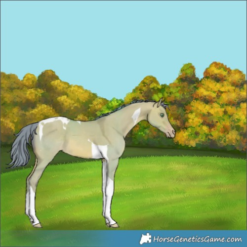 Horse Color:Watercolor Sable Champagne Dun Tobiano 