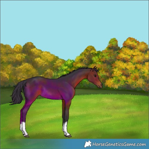 Horse Color:White Spotted Brown Rabicano 