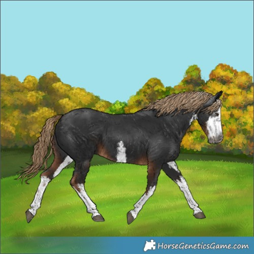 Horse Color:Gray White Spotted Liver Chestnut