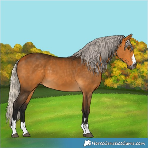 Horse Color:Gray Silver Buckskin