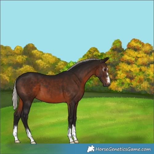 Horse Color:Gray Silver Brown 
