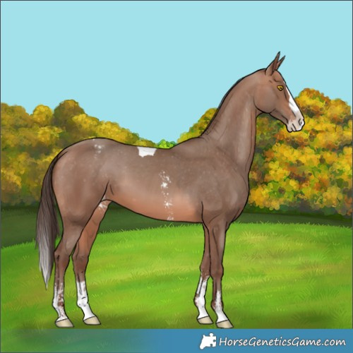 Horse Color:Sable Champagne Sabino Splash Tobiano Appaloosa  and Sable Champagne Sabino Splash Appaloosa 