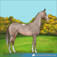 Horse Color:Sable Champagne Sabino Splash Tobiano Varnish  and Sable Champagne Sabino Splash Varnish 