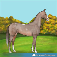 Horse Color:Sable Champagne Sabino Splash Tobiano Appaloosa  and Sable Champagne Sabino Splash Appaloosa 