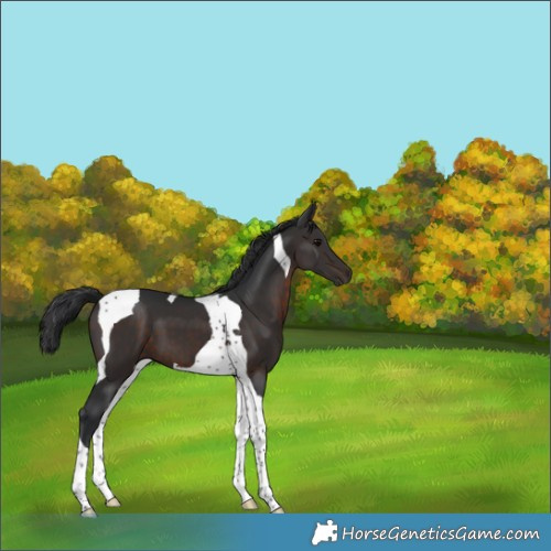 Horse Color:Brown Tobiano 