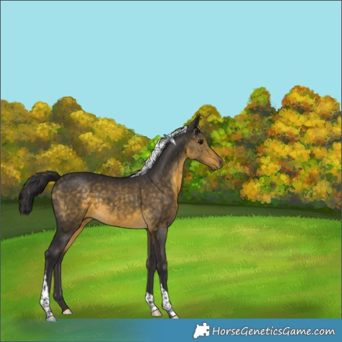 Horse Color:Buckskin Tobiano