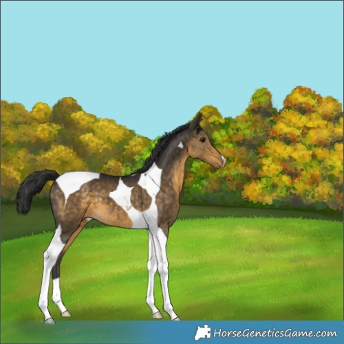 Horse Color:Buckskin Tobiano 