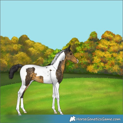 Horse Color:Buckskin Tobiano 