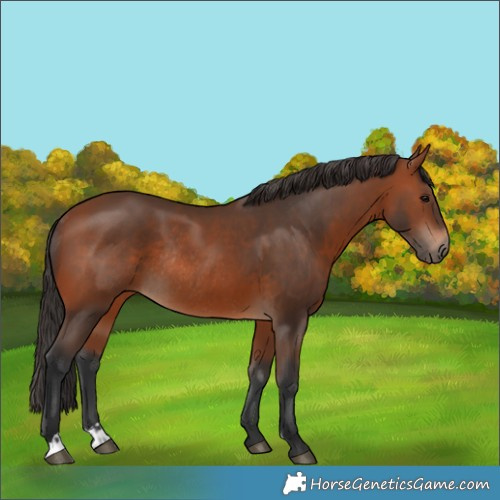 Horse Color:Bay Rabicano  and Bay Rabicano 