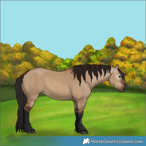 Horse Color:Gray Bay Dun
