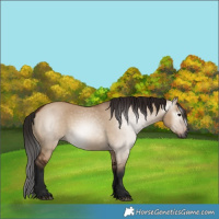 Horse Color:Gray Bay Dun 