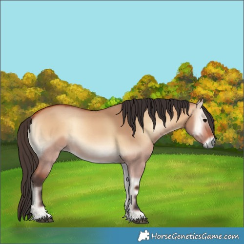 Horse Color:Bay Onyx 