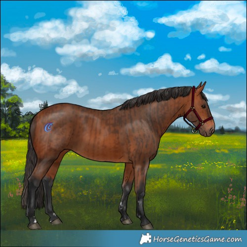 Horse Color:Bay Rabicano  and Bay Rabicano 