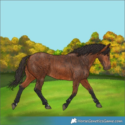 Horse Color:Bay Rabicano and Bay Rabicano